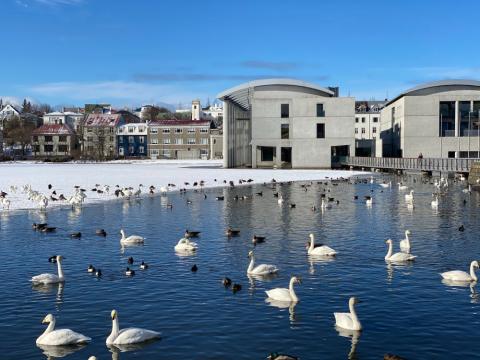Reykjavík City Hall in the snow with birds in the foreground