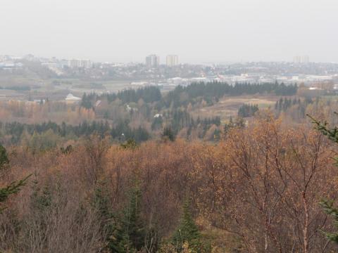 Svifryk