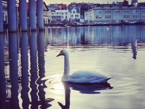 Photo of a swan swimming on the pond