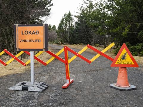 Tree removal completed in Öskjuhlíð