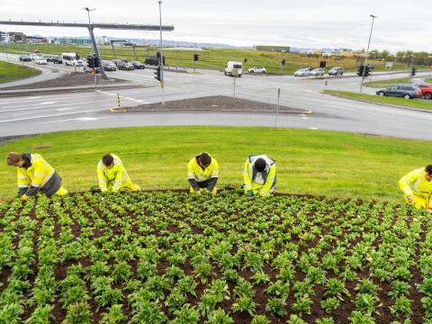 Young people in rain gear plant in beds at an intersection near the airport and pedestrian bridge. Summer, rain, traffic in the background.