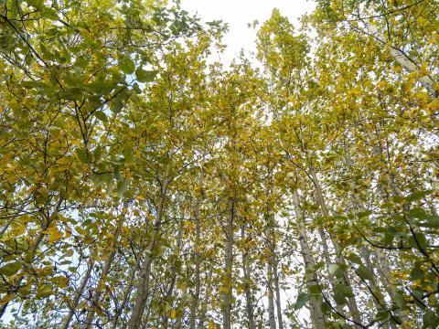 Vegetation