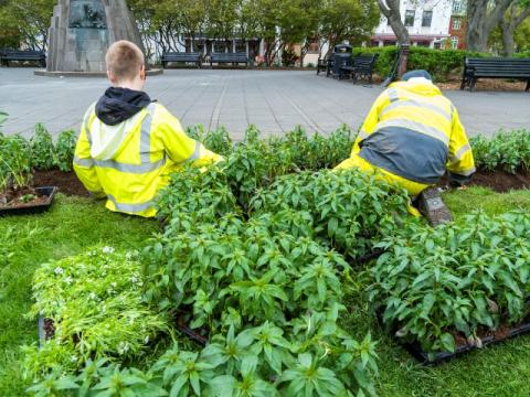 Summer workers on the job at Austurvöllur
