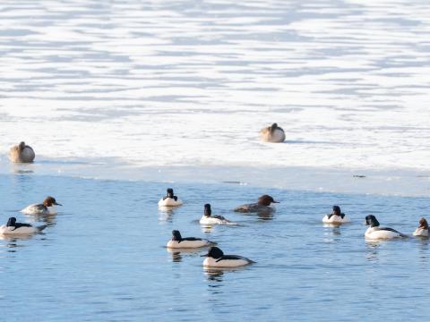 birds at Tjörnin