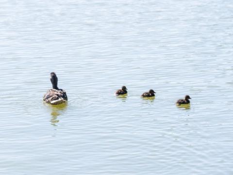A proud mother mallard with her three ducklings.
