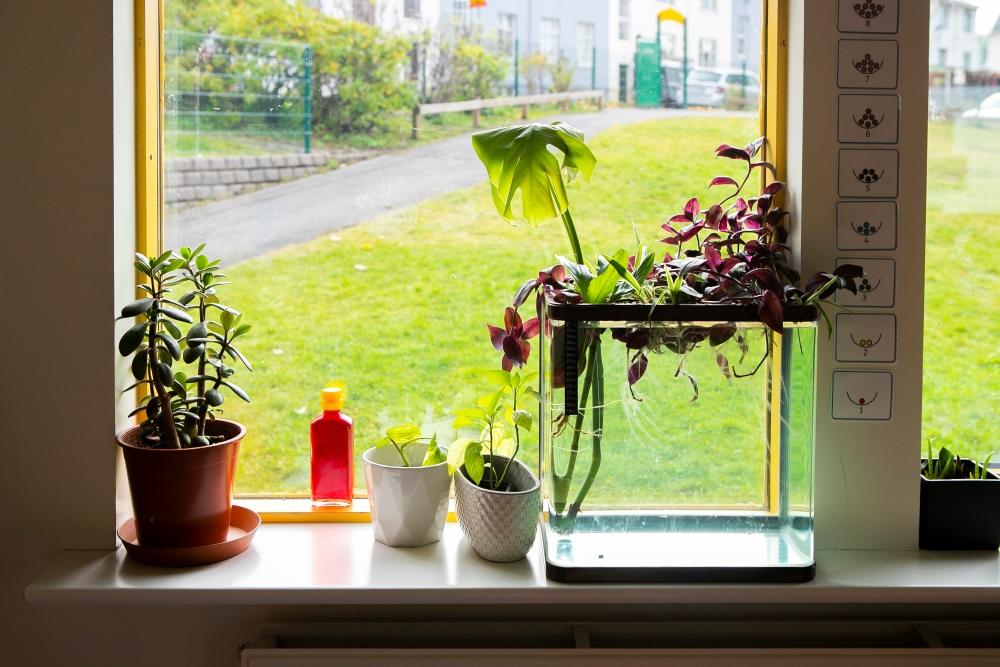 Flowers in the window at Drafnarsteinn.