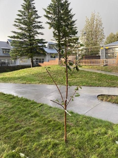 Steypti stígurinn sem liggur í kringum aðalleiksvæðið kemur vel út 