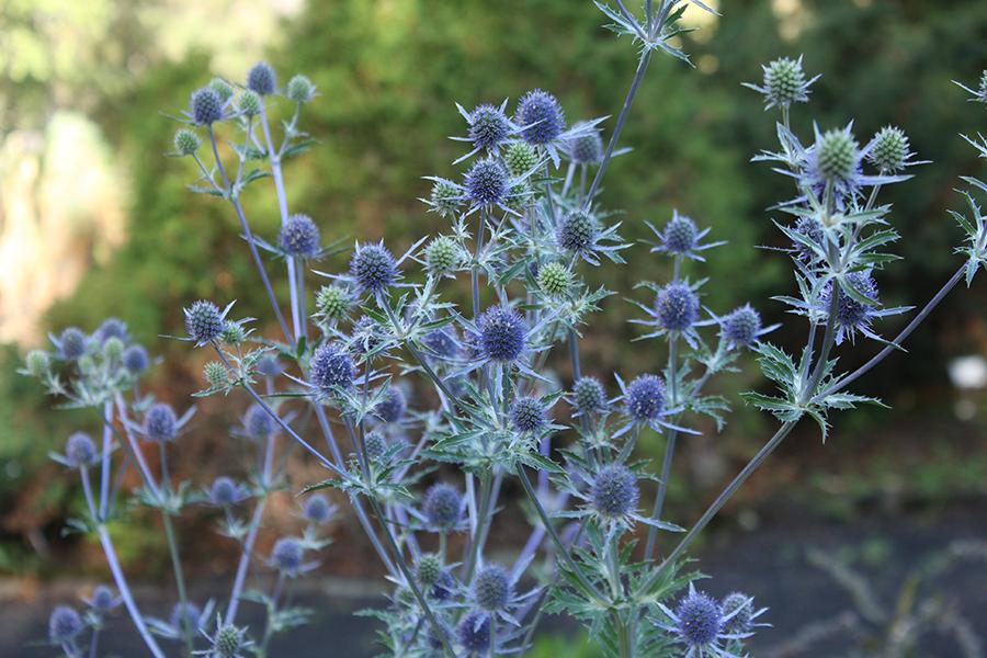 Flower at the Botanic Garden