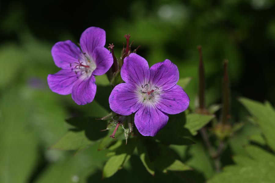 Flower at the Botanic Garden
