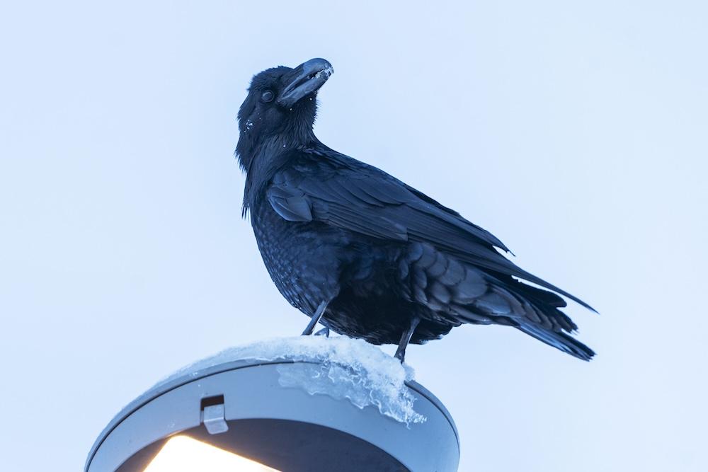 Hrafn uppi á ljósastaur.