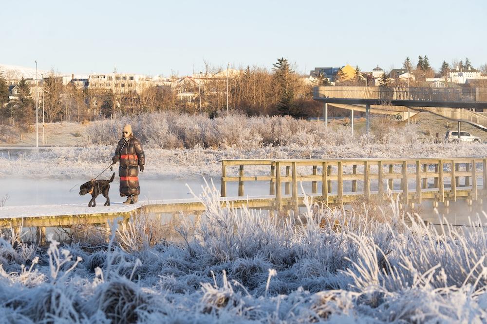 Manneskja með hund á gangi um vetur.