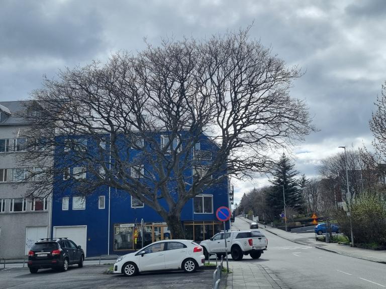 Garðahlynurinn á horni Suðurgötu og Vonarstrætis.