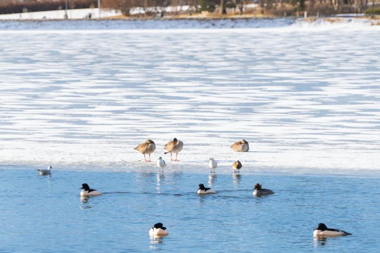 birds at Tjörnin
