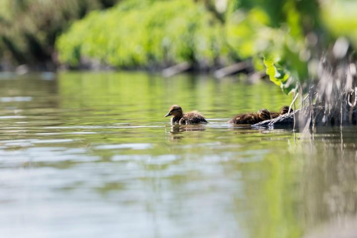Little ducklings practice their swimming strokes at Tjörnin.