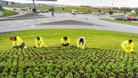 Young people doing gardening work at Hringbraut