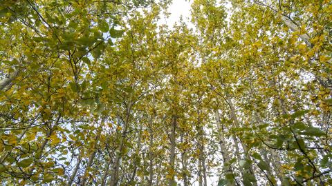 Vegetation