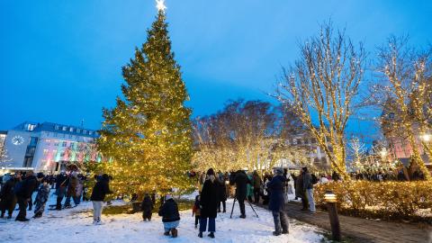The Oslo Tree at Austurvöllur