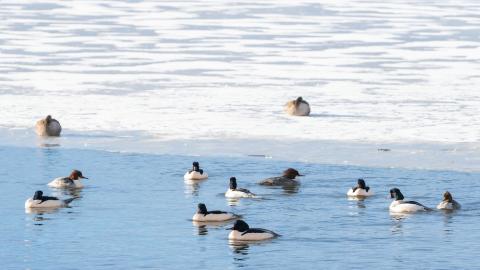 birds at Tjörnin