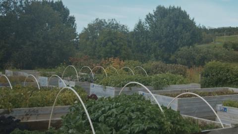 Vegetable gardens