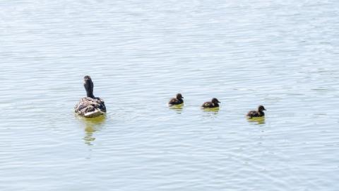 A proud mother mallard with her three ducklings.