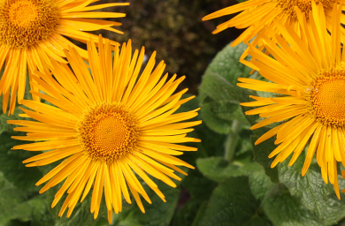 Yellow flowers at the Botanic Garden